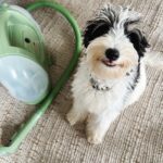 Effective carpet care tool in action, cleaning pet stains on a rug with a puppy nearby, showcasing its powerful stain removal for pet owners.