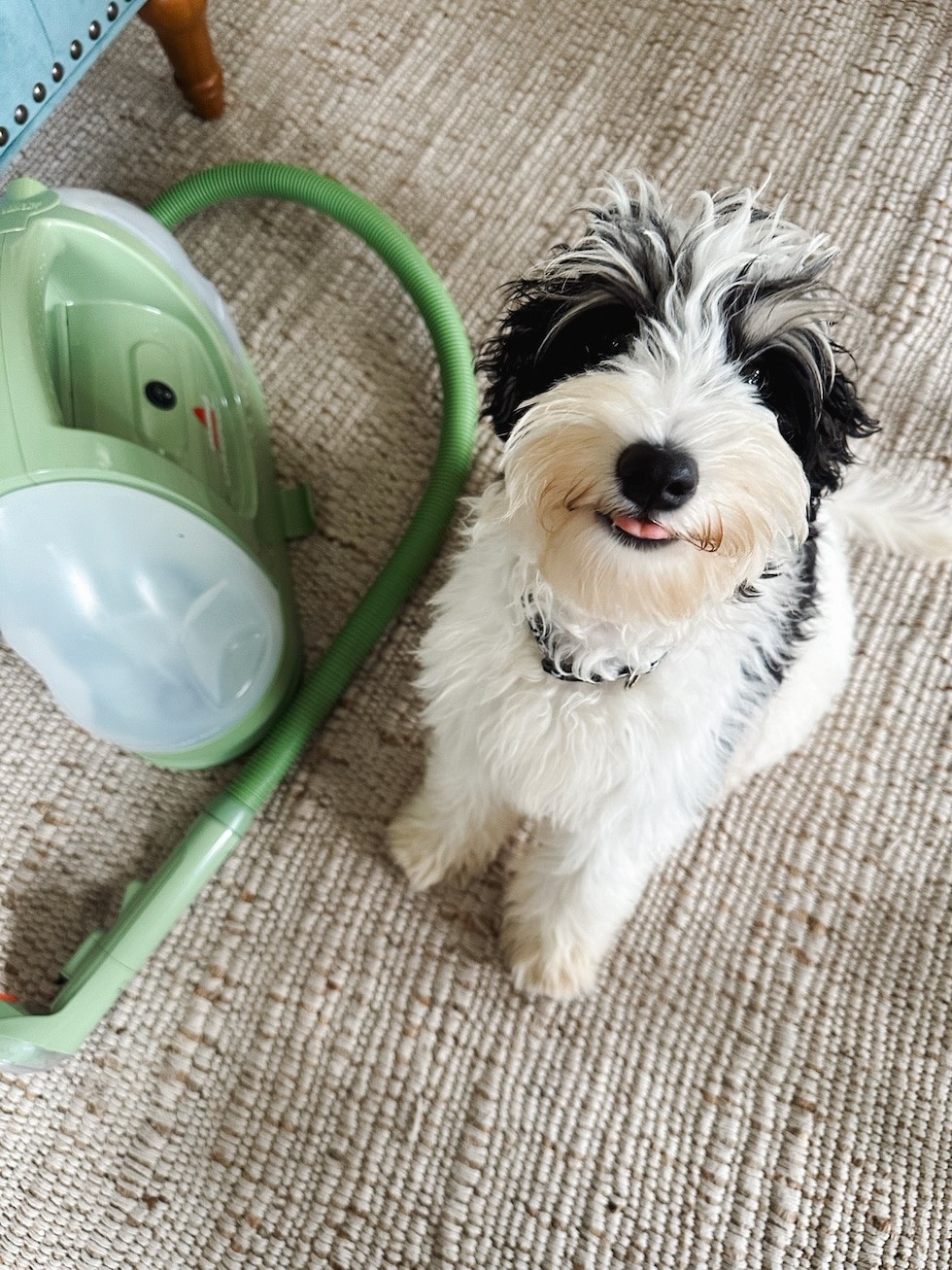 Effective carpet care tool in action, cleaning pet stains on a rug with a puppy nearby, showcasing its powerful stain removal for pet owners.