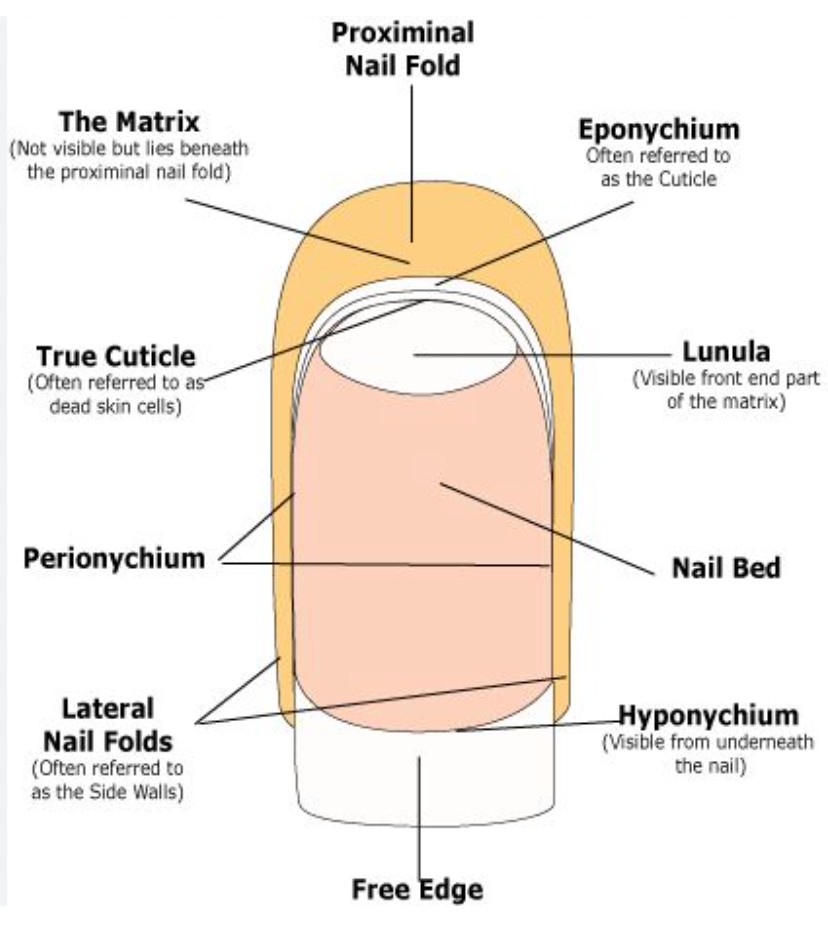 Diagram of Nail Anatomy showing Eponychium, Cuticle, Nail Plate, and Hyponychium